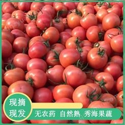 山东抗斑萎西红柿苗 温室种植西红柿苗 耐低温品种 批发好价