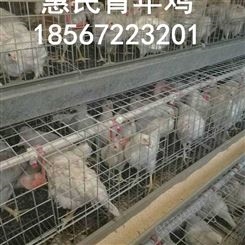 惠民青年鸡养殖中心供应罗曼粉青年鸡后备鸡育成鸡鸡苗