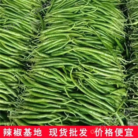 线椒菜种_秀海果蔬_青线椒_生产厂家