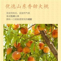 水果黄桃罐头巨鑫源包邮 出口可批发优质自采摘果园