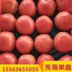 山东西红柿 红果樱桃番茄 运输方便 大量有货