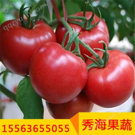 高产西红柿四季蔬菜苗阳台盆栽包成活全程售后服务
