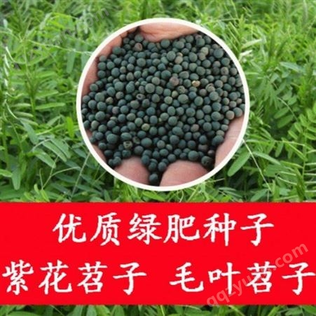 毛苕子种子 长柔毛野豌豆种子 毛苕子种植方法果园绿肥种子