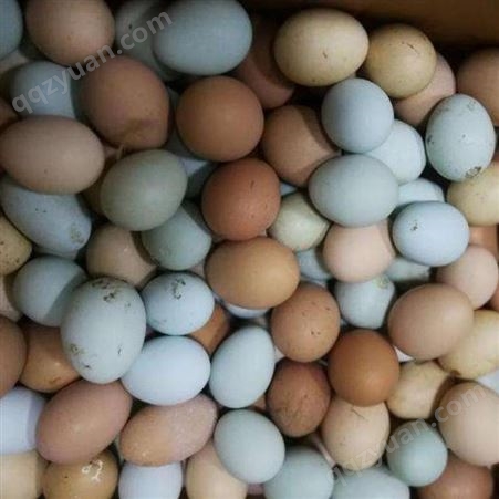 农家散养新鲜绿壳土鸡蛋 礼盒装 天然原生态饲养