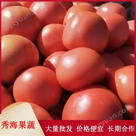 大量供应西红柿 硬粉西红柿 沙瓤西红柿 临沂西红柿