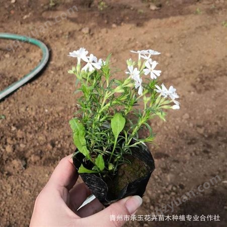 青州花卉基地批发供应优质芝樱花 时令绿化花卉芝樱花 易成活