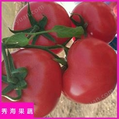 大红品种高产西红柿 秀海果蔬 高产西红柿 海量