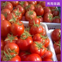 老品种西红柿 自然熟透西红柿 代购代销 果园