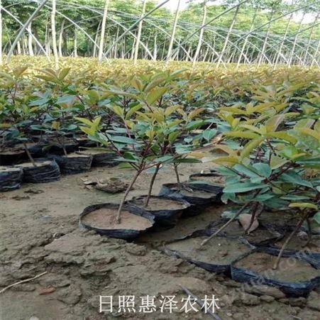 常绿灌木 60公分红叶石楠直销 厂商批发