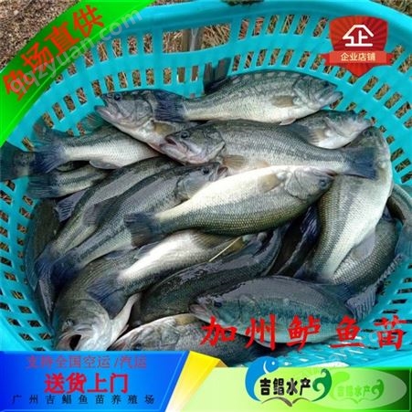 红河鲈鱼苗 吉鲳水产鱼苗场送货上门鲈鱼苗