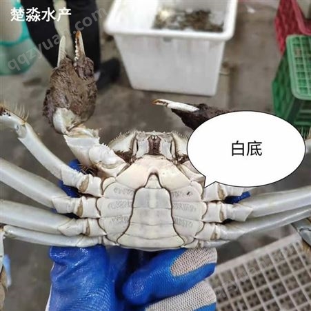 鲜活大闸蟹/六月黄螃蟹每只4.5两大规格67元/斤 8月21到31日满30斤送香辣蟹调料