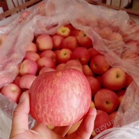 冷库红富士苹果批发价格 水果苹果市场价格 代收苹果 大量上市