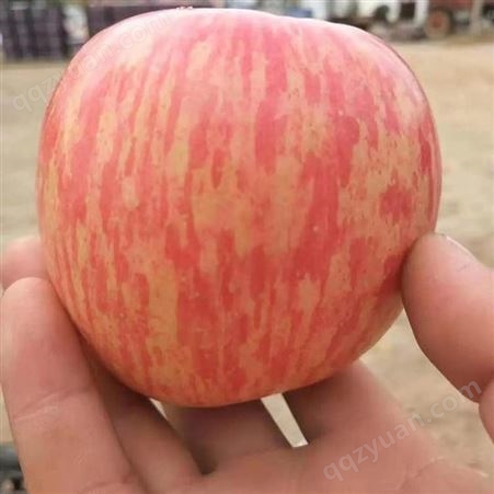 冷库红富士苹果批发价格 水果苹果市场价格 代收苹果 大量上市