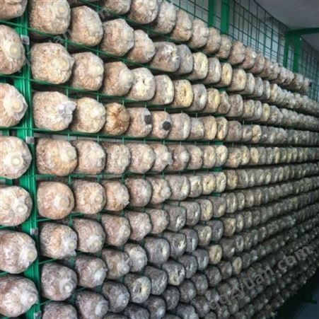 防腐蚀蘑菇网架 食用菌网格培养架 大棚养殖蘑菇架