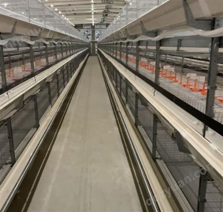 组合肉鸡笼 厂家生产肉鸡养殖笼 防锈肉鸡生产笼 自动化鸡笼