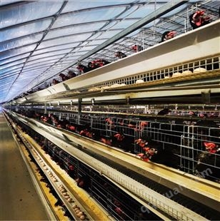厂家现货销售蛋鸡笼设备大型养殖鸡棚上门安装设计