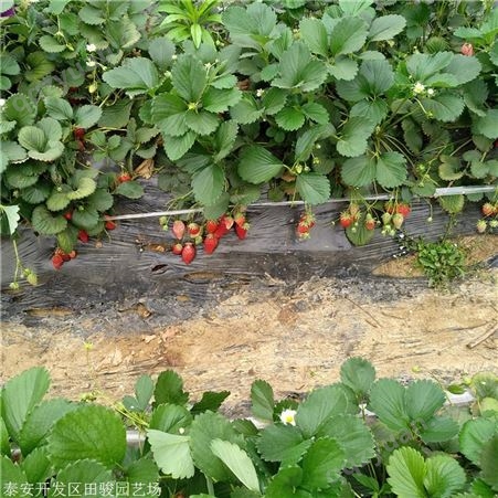 草莓苗 白雪公主草莓苗 基地直销红颜草莓