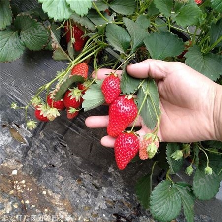草莓苗 法兰地草莓苗 草莓脱毒苗基地