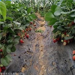 草莓苗 营养杯草莓苗 基地直销优质脱毒草莓苗