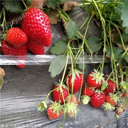 地栽草莓苗 奶油草莓苗 章姬草莓苗基地