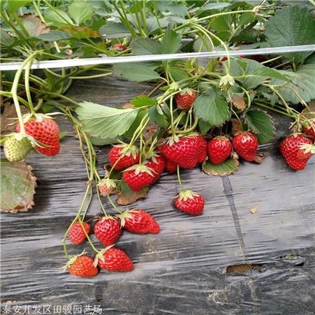 地栽草莓苗 大棚草莓苗 抗病性高丰产草莓苗