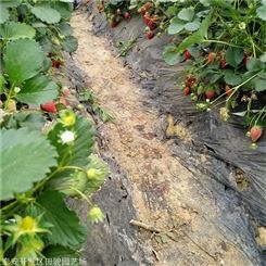 地栽草莓苗 章姬草莓苗 抗病性高丰产草莓苗
