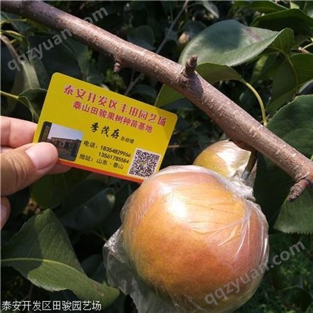 3公分黄金梨树苗 市场认可程度高1公分2公分玉露香梨苗 有梨树苗