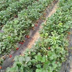 草莓苗 丰香草莓苗 出售批发草莓苗