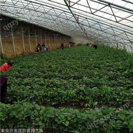 草莓苗 丰香草莓苗 出售批发草莓苗