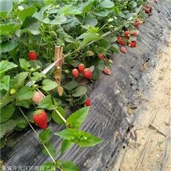 草莓苗 妙香七号草莓苗 章姬草莓苗基地
