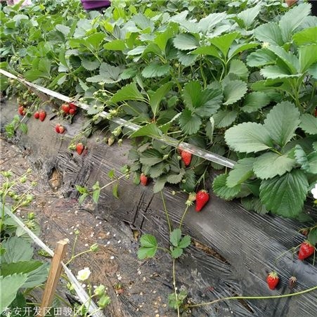 地栽草莓苗 章姬草莓苗 抗病性高丰产草莓苗