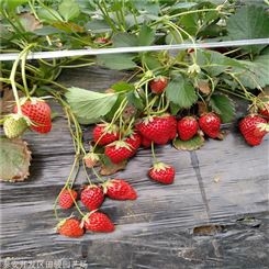 草莓苗 营养杯草莓苗 奶油草莓苗苗圃常年供应