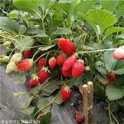 草莓苗 牛奶草莓苗 草莓脱毒苗基地
