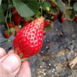 草莓苗 妙香七号草莓苗 草莓苗批发