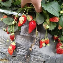 地栽草莓苗 奶油草莓苗 章姬草莓苗基地