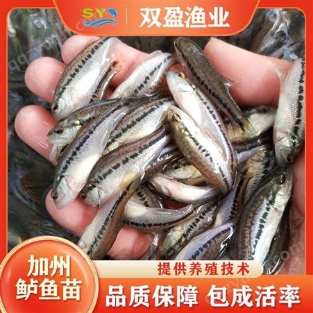 广东鱼苗场 供应3-8公分 加州鲈鱼苗 鲜活水产鲈鱼苗