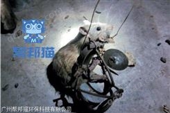 广州钟村除老鼠灭老鼠 消杀老鼠 杀老鼠上门价格多少