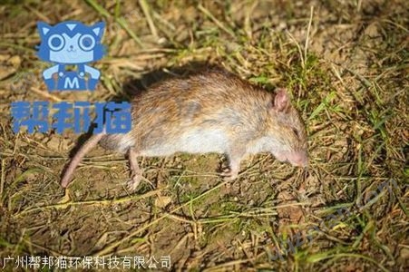 广州柯木塱除老鼠灭老鼠 消杀老鼠 捉老鼠上门价格